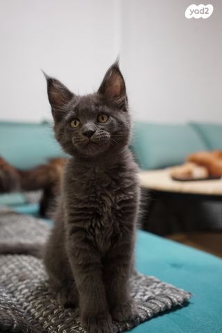 חתול מיין קון