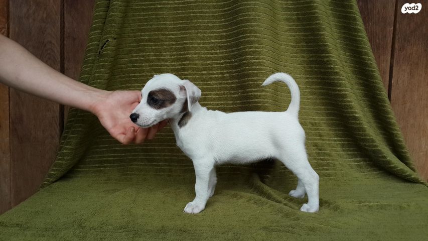 כלב ג'ק ראסל טרייר