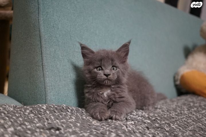 חתול מיין קון