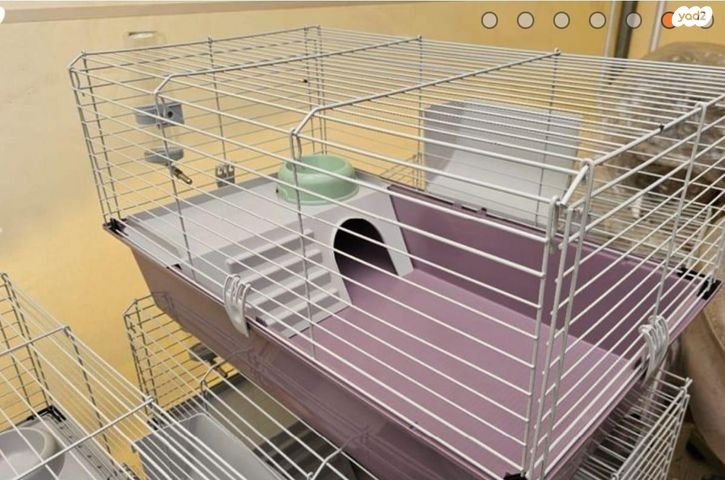 מכרסם ארנב ננסי