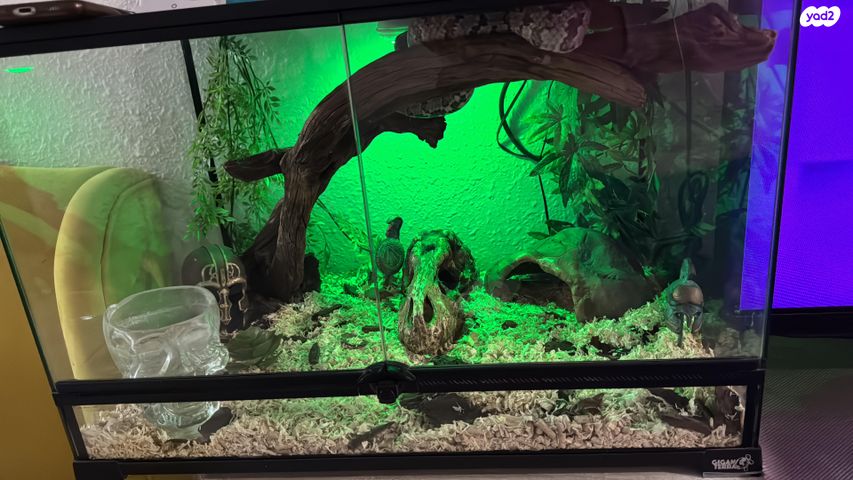 זוחל כרכן תירס