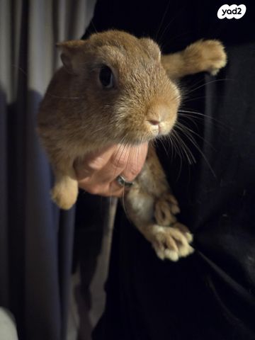 מכרסם ארנב ננסי