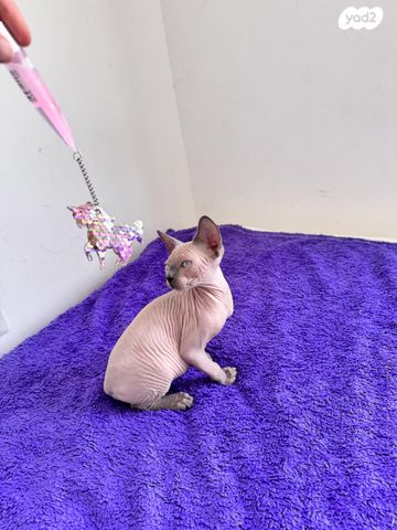 חתול ספינקס