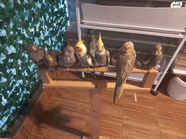 תוכי קוקוטייל