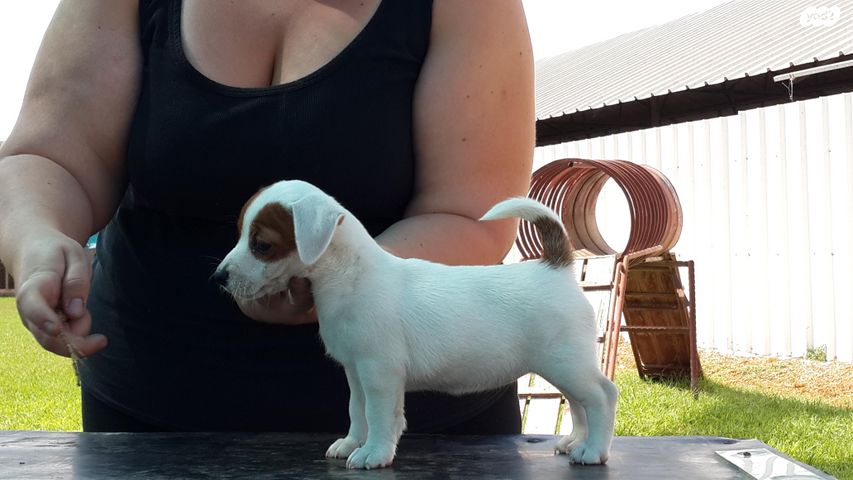 כלב ג'ק ראסל טרייר