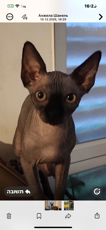 חתול ספינקס