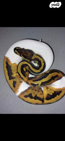 זוחל פיתון מתכדר