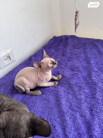 חתול ספינקס