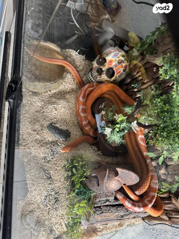 זוחל כרכן תירס