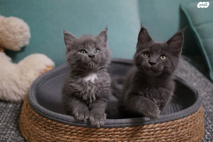 חתול מיין קון