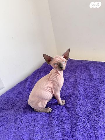 חתול ספינקס