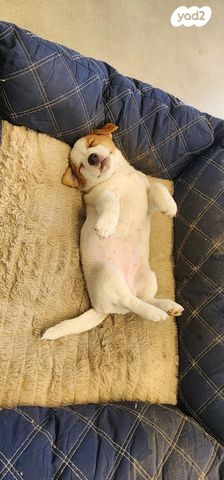 כלב ג'ק ראסל טרייר