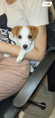 כלב ג'ק ראסל טרייר