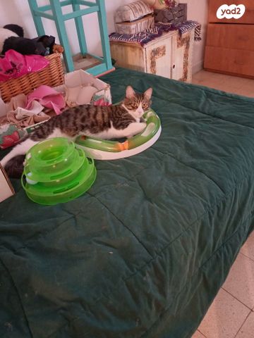 דירה, האורנים 1, אמירים, אמירים