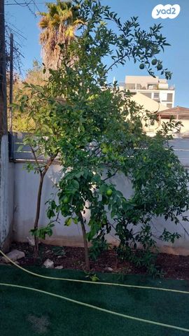 דירת גן, דימונה, יד אליהו, תל אביב יפו