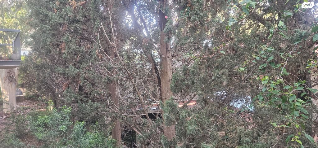 דירה, שושנת הכרמל, חיפה