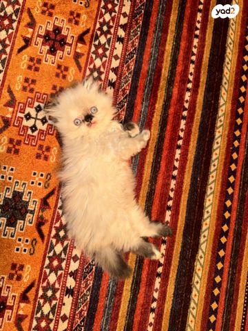 חתול הימלאיה