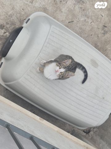 תמונת מודעה - חיות מחמד