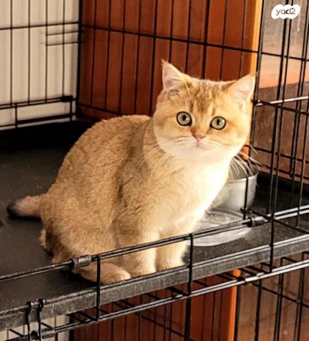 תמונת מודעה - חיות מחמד