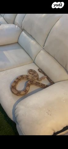 תמונת מודעה - חיות מחמד