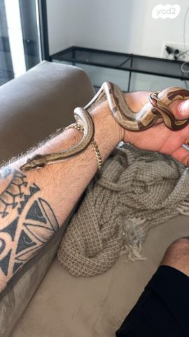 תמונת מודעה - חיות מחמד