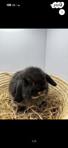 תמונת מודעה - חיות מחמד