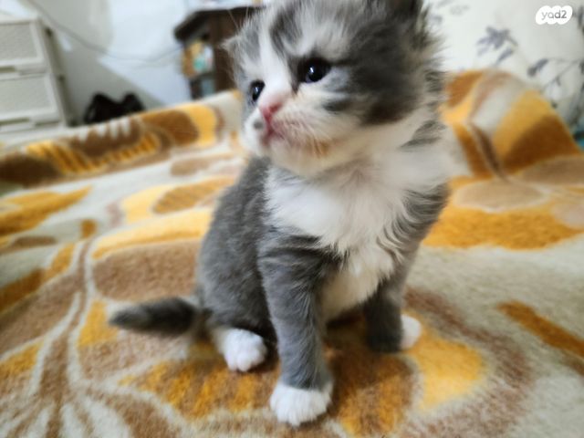 תמונת מודעה - חיות מחמד