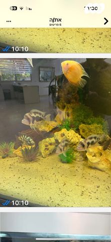 תמונת מודעה - חיות מחמד