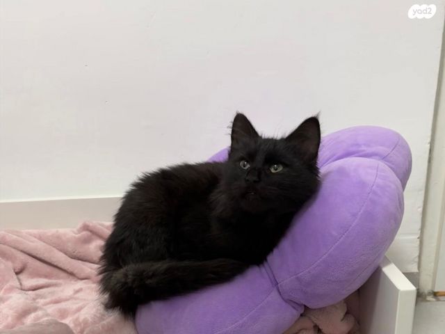 תמונת מודעה - חיות מחמד