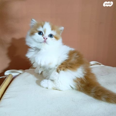 תמונת מודעה - חיות מחמד