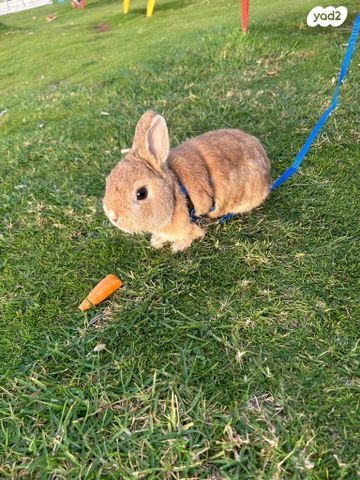 תמונת מודעה - חיות מחמד