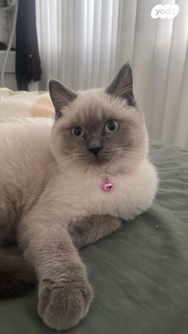 תמונת מודעה - חיות מחמד