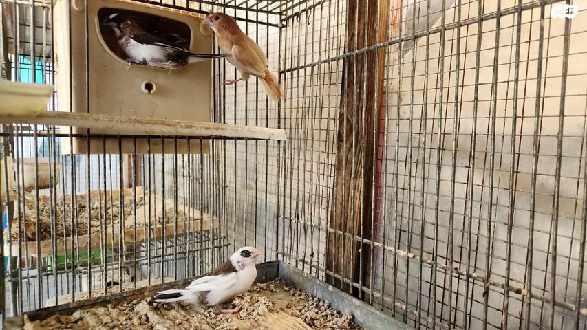 תמונת מודעה - חיות מחמד