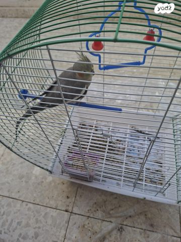 תמונת מודעה - חיות מחמד