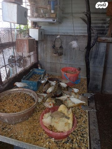 תמונת מודעה - חיות מחמד