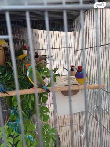 תמונת מודעה - חיות מחמד