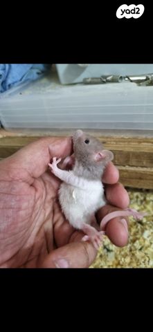 תמונת מודעה - חיות מחמד