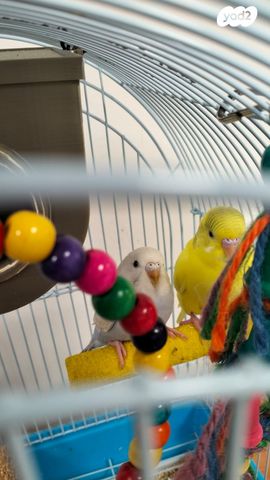 תמונת מודעה - חיות מחמד