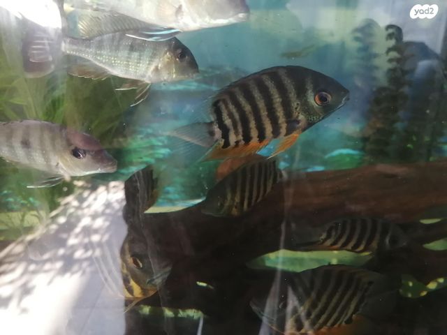 תמונת מודעה - חיות מחמד