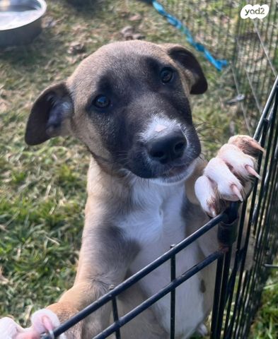 תמונת מודעה - חיות מחמד
