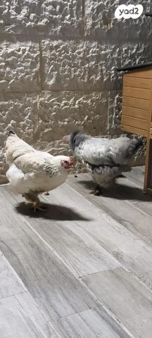 תמונת מודעה - חיות מחמד