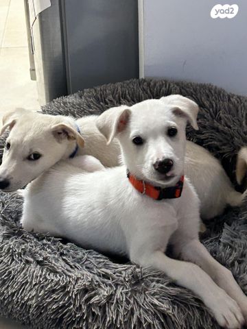 תמונת מודעה - חיות מחמד