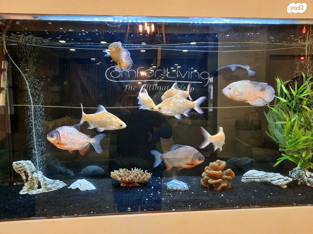 תמונת מודעה - חיות מחמד