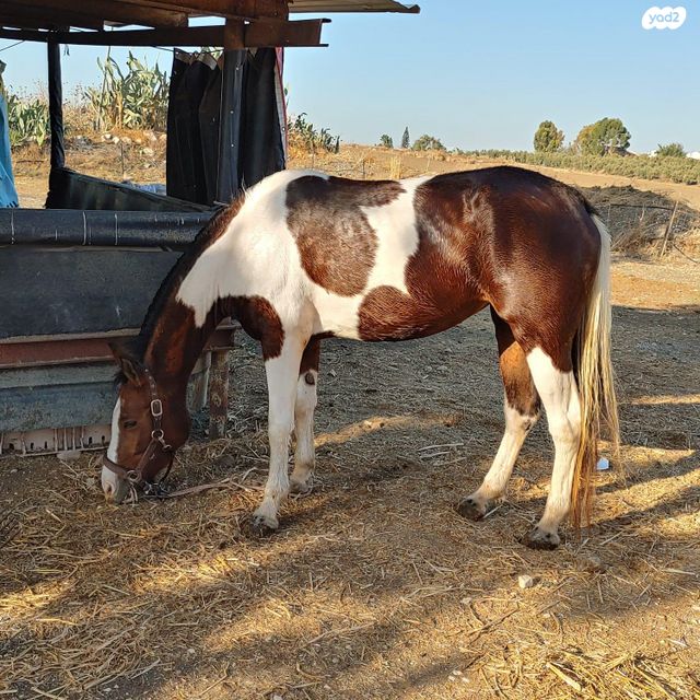 תמונת מודעה - חיות מחמד