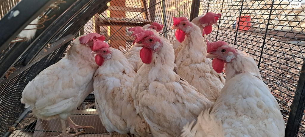 תמונת מודעה - חיות מחמד