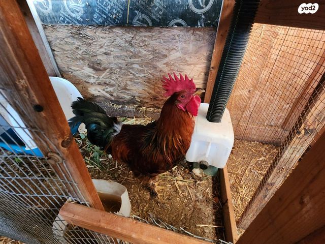 תמונת מודעה - חיות מחמד