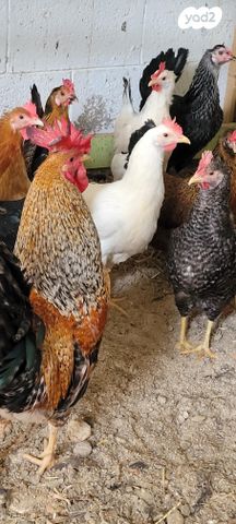 תמונת מודעה - חיות מחמד