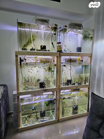 תמונת מודעה - חיות מחמד