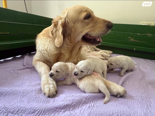 תמונת מודעה - חיות מחמד