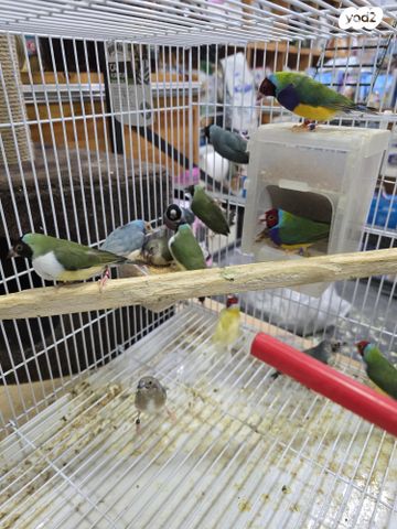 תמונת מודעה - חיות מחמד